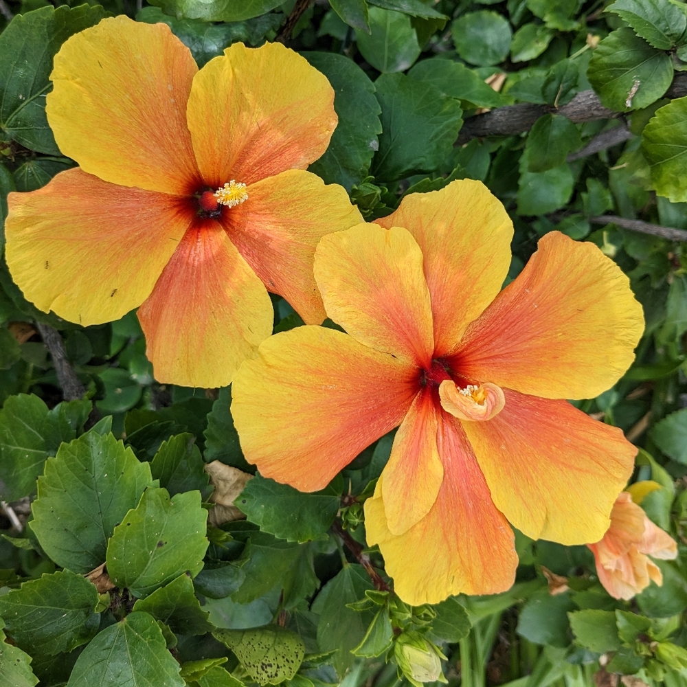 Meet your Posher, Cate